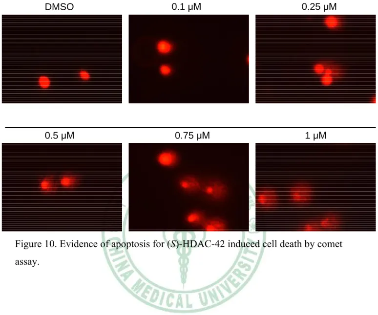 Figure 10. Evidence of apoptosis for (S)-HDAC-42 induced cell death by comet  assay. 