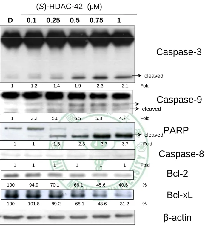 Figure 13. The effects of (S)-HDAC-42 on the expression level of mitochondria  dependent apoptotic pathway related proteins (Caspase-3, Caspase-9, Caspase-8,  PARP, Bcl-2 and Bcl-xL) in multiple myeloma cells