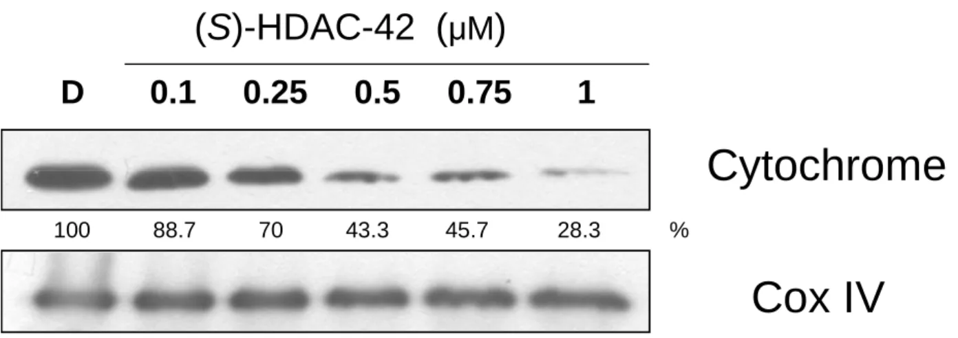 Figure 14. The effects of (S)-HDAC-42 on the expression level of cytochrome c  after mitochondria extraction in multiple myeloma cells