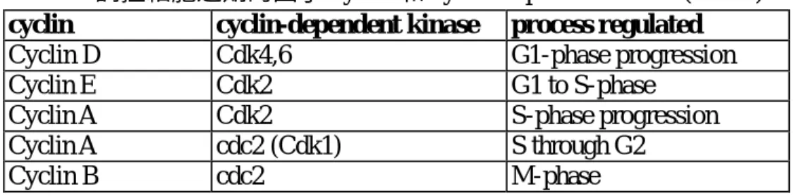 Table 4.  調控細胞週期的因子 cyclin 和 cyclin-dependent kinase (CDKs)  cyclin  cyclin-dependent kinase  process regulated  Cyclin D  Cdk4,6  G1-phase progression  Cyclin E    Cdk2  G1 to S-phase 