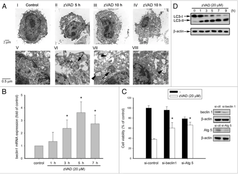 Figure 1. zVAD induces autophagic cell death in L929 fibrosarcoma. (A) L929 cells were treated with zVAD (20 µM) for 5 or 10 h as indicated, and cells  were collected and then prepared for electron microscopy (TeM) analysis as described in Materials and Me