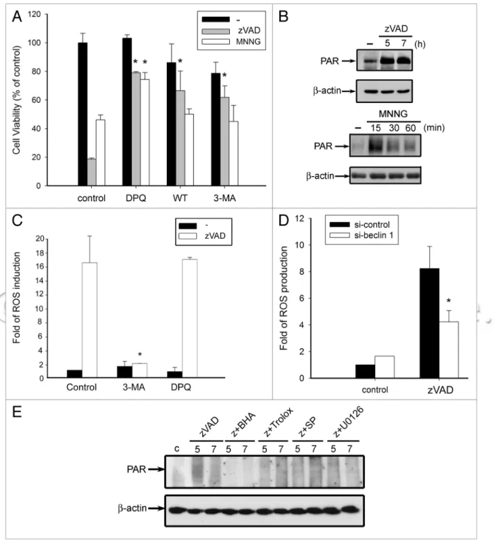 Figure 3. zVAD-mediated ROS production occurs downstream of autophagy, but upstream of pARp activation