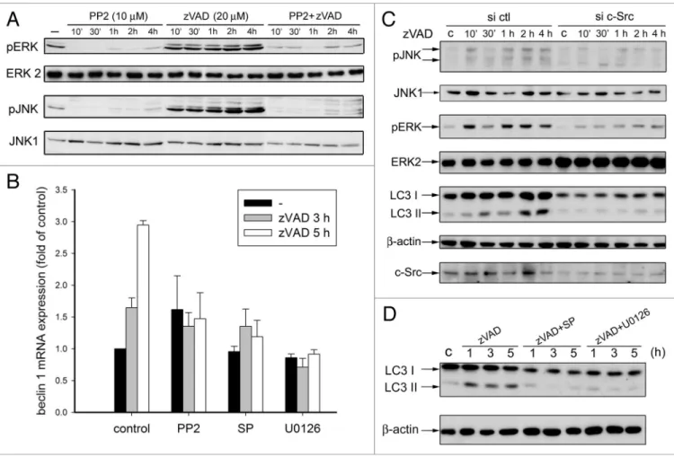 Figure 4 (See previous page). c-Src is involved in zVAD-induced autophagic cell death