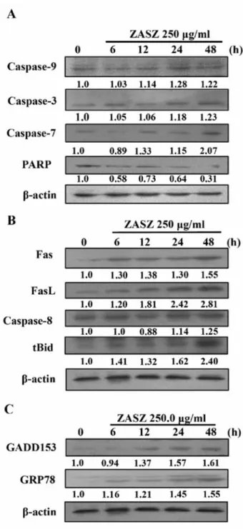 Figure 6. Effects of ZASZ on the protein levels of A: caspase-9, -3, -7 and PARP; B: Fas, FasL, caspase-8 and tBid; C: GADD153 and GRP78 in colo 205 cells, shown by Western blotting