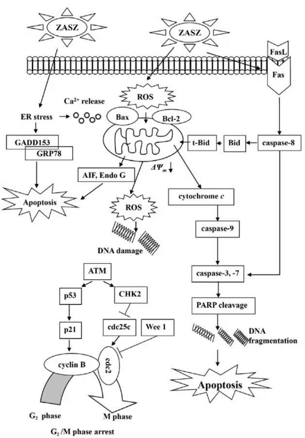 Figure 7. Proposed possible signaling pathways included by ZASZ treatment. ZASZ induces ROS, ER stress, GRP78 and GADD153 expression leading to Ca 2+ release, promotes Bax, but inhibits Bcl-2 before decreasing the ΔΨ m leading to cytochrome c release, casp