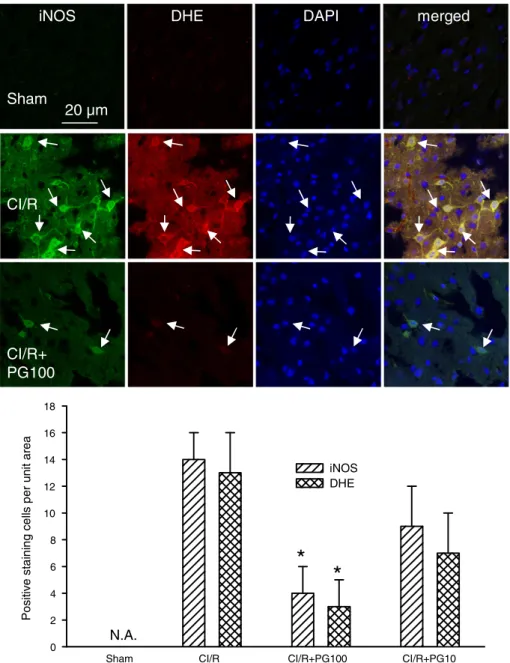 Fig. 4. Effects of prodigiosin on changes in iNOS expression and superoxide formation at 24 h after cerebral ischemic/reperfusion (CI/R) injury in mice