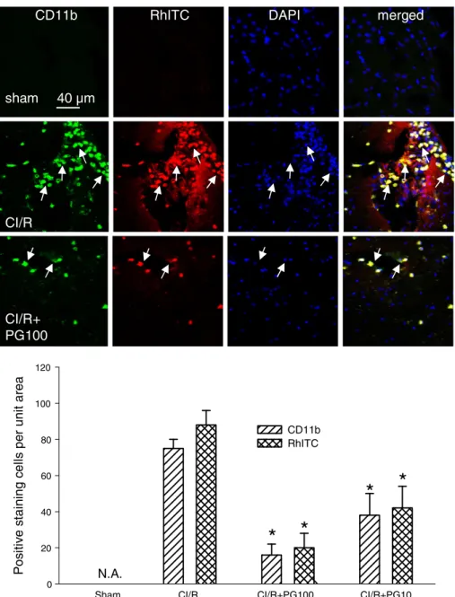 Fig. 5. Effects of prodigiosin on changes in CD11b staining and BBB damage at 24 h after cerebral ischemic/reperfusion (CI/R) injury in mice