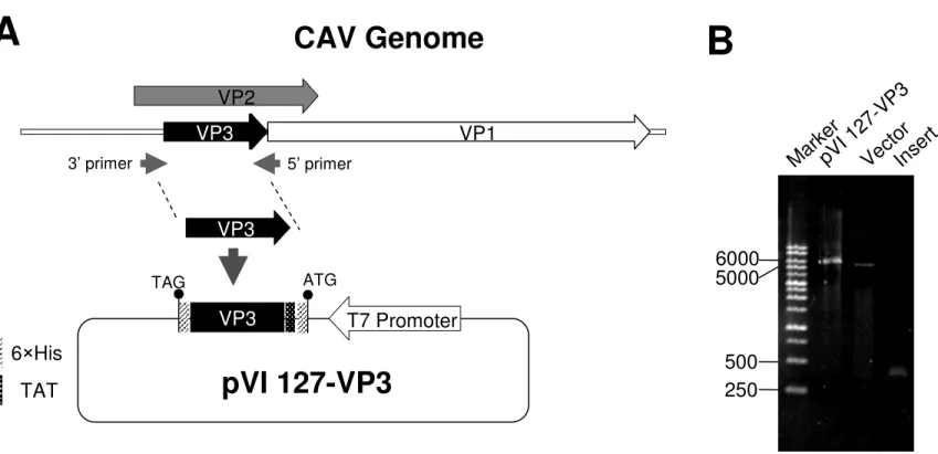 Figure 1. Construction of recombinant CAV VP3 gene in a E. coli expression system (A)