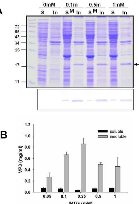 Figure 3. Effect of used IPTG concentration on the expression level of total VP3  protein