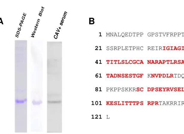 Figure 5. Purification of E. coli expressed recombinant VP3 by Ni-NTA resin. (A) The purity  of recombinant VP3 was determined by SDS-PAGE and Western Blot analysis