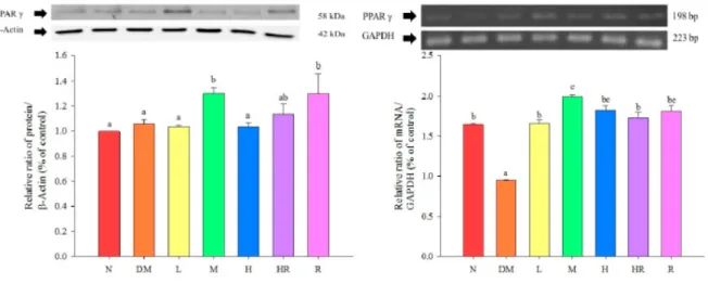 Figure 3.  Influence of red guava on PPARγ protein and mRNA expression in the mouse epididymal