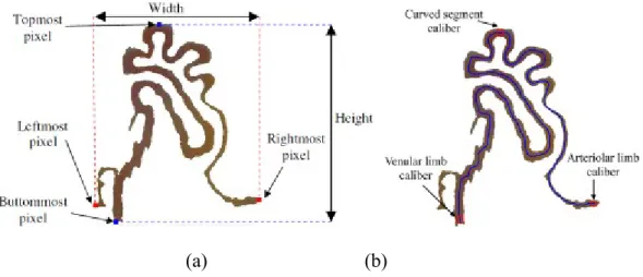 Fig. 8. (a) The width/height of a capillary. (b) Arteriolar limb/curved segment/venular limb caliber of capillary.