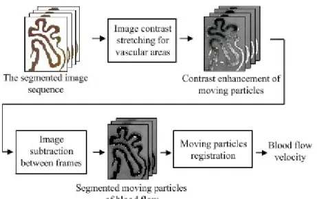 Fig. 10. Registration of the moving particles within vascular areas through contrast stretching and  image subtraction.