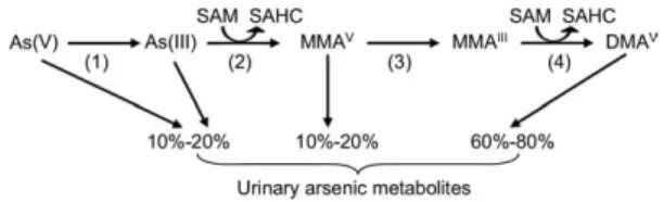 Figure 1. The presumed arsenic methylation pathway in the human body. The numbered steps are catalyzed by the following enzymes: (1) arsenate reductase or purine nucleoside phosphorylase (PNP), (2) arsenite methyl  trans-ferase (As3MT), (3) glutathione S-t
