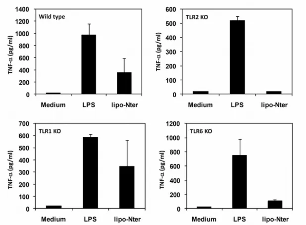 FIGURE  2:  The responses of BM-DCs after stimulation with lipo-Nter. BM-DCs were generated from wild-type (WT), TLR1 -/-   (TLR1 KO), TLR2 -/-   (TLR2 KO), or