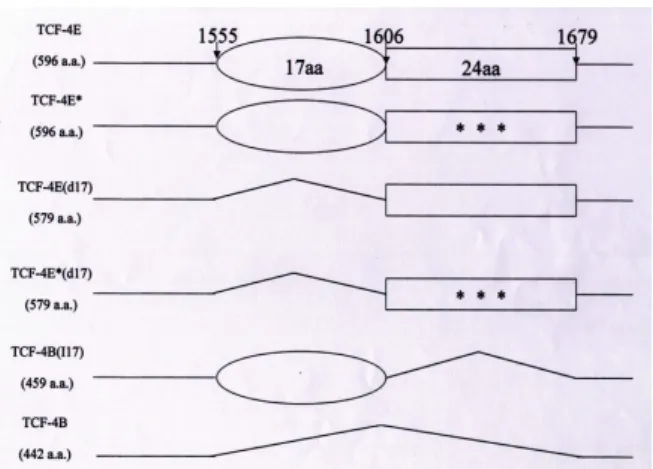 Fig  1.  TCF-4E  and  TCF-4E*  have  596  amino  acids. 
