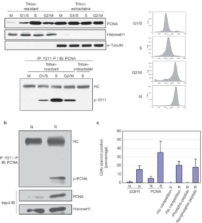 Figure 5:     Tyr 211 phosphorylation of PCNA is associated with cellular and physiological proliferation.
