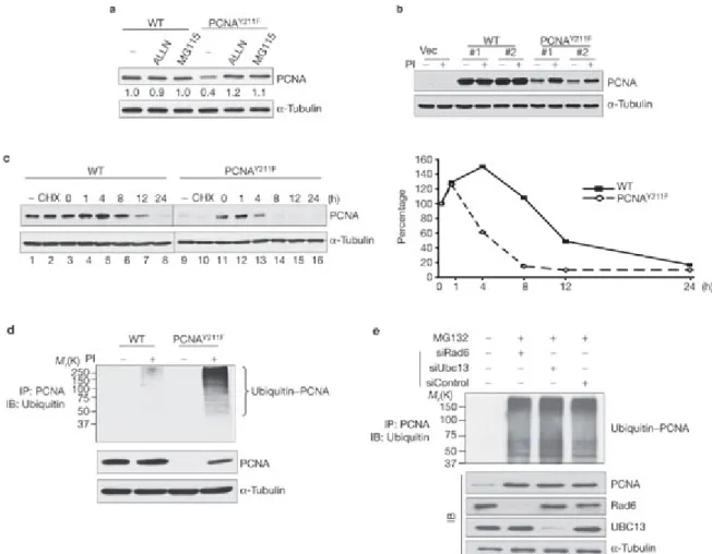 Figure 2:     Y 211 phosphorylation is required for maintaining PCNA protein stability.