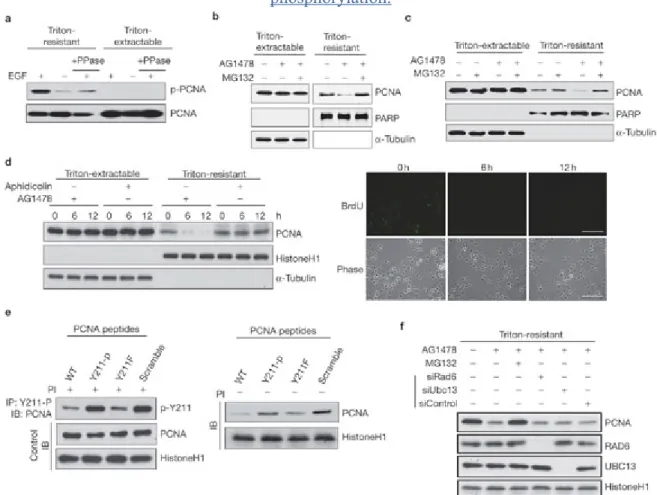 Figure 4:     Protein stability of the chromatin-associated PCNA is controlled by Y 211 phosphorylation.