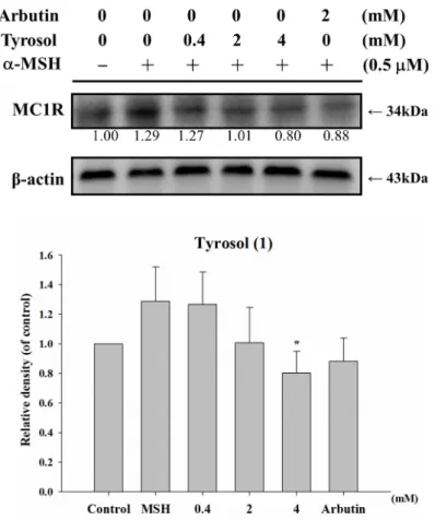 Figure   6.  Effect   of (a)  tyrosol  (1),  (b)  4-hydroxyphenylacetic  acid  (4-HA)  (5),  (c)  3- 3-hydroxyphenylacetic acid (3-HA) (6), (d) 2-3-hydroxyphenylacetic acid (2-HA) (7) and (e) salidroside (11), on protein expression of MC1R in B16F0 cells (