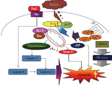 Figure 5: A schematic diagram showing the proposed signaling pathways of bufalin- bufalin-induced apoptosis in A375.S2 human malignant melanoma cells.