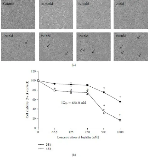 Figure 1: Bufalin affects cells’ morphological changes and reduces percentage of 