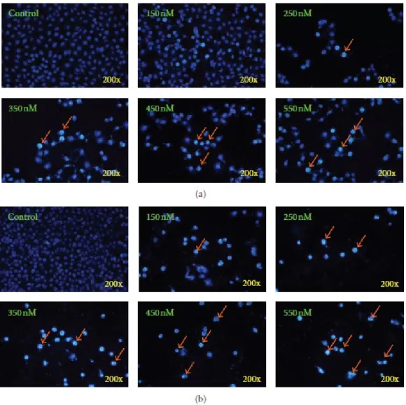 Figure 2: Bufalin induces chromatin condensation and apoptosis in A375.S2 cells. 