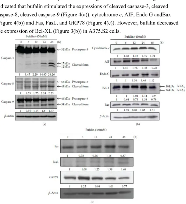 Figure 4: Bufalin alters the apoptosis-related protein levels in 
