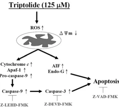Figure 6. The proposed signaling pathways of triptolide-induced apoptosis in human adrenal cancer NCI-H295 cells are presented.