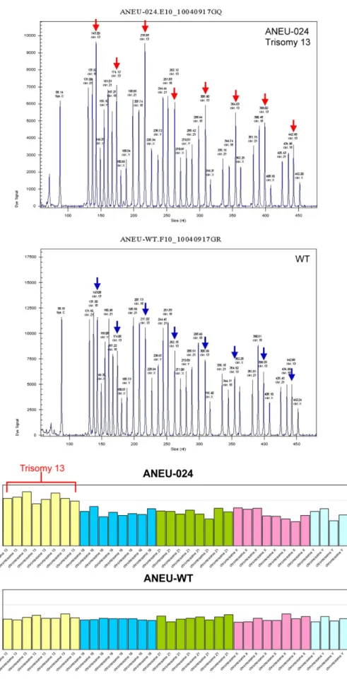 Fig. 2. Multiplex ligation-dependent probe amplification in Case 1 shows a male fetus with three copies of all targets on chromosome 13 consistent with the diagnosis of trisomy 13