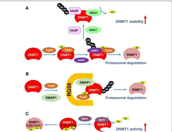 Figure 2 Acetylation-mediated DNMT stability and activity. (A) Tip60 promotes acetylation of DNMT1, which triggers ubiquitination by the E3 ligase UHRF1, thereby targeting DNMT1 for proteasomal degradation