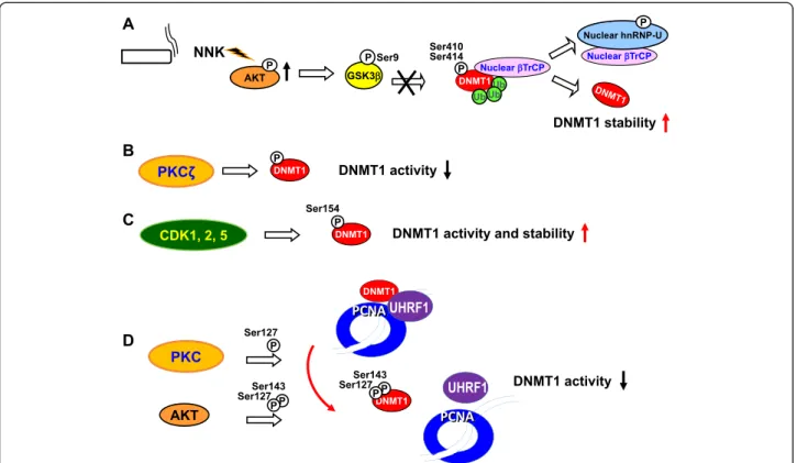 Figure 3 Phosphorylation-mediated DNMT stability and activity. (A) Cigarette carcinogen NNK activates AKT, inhibits GSK3 β-mediated DNMT1 phosphorylation at Ser410 and Ser414, thereby leading to DNMT1 protein accumulation