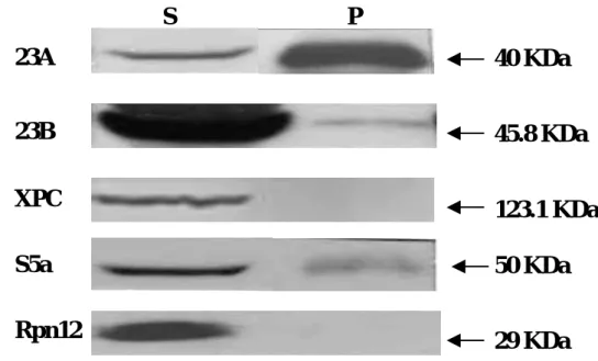 Fig 4  (A)  (B)  pGBKT7 pACT2  Interaction  hHR23A hHR23B  +  hHR23B hHR23B  ++ 