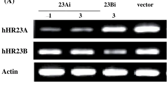 Fig. 1. Inhibition of expression levels of hHR23A and hHR23B by RNA interference.    (A)  (B) hHR23A hHR23B Actin  