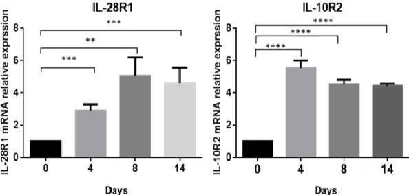 Figure 4. Expression of IL-29 receptors IL-28R1 and IL-10R2 in human SGBS  adipocytes during adipogenic differentiation by RT-qPCR