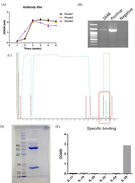 Figure 7. Generation of anti-IL-29 monoclonal antibody (164B).   
