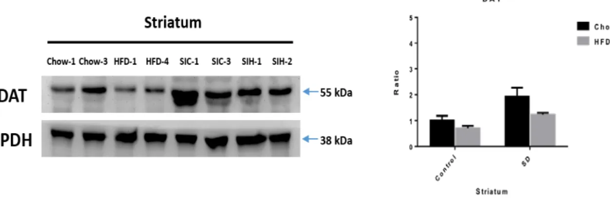 Figure 9. The effects of social stress and HFD feeding on dopamine transporter (DAT) expression levels