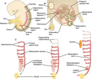 Fig. 1. Overview of the development of the urogenital organ. Adopted from: Duke  University Medical School Embryology Learning Resources 