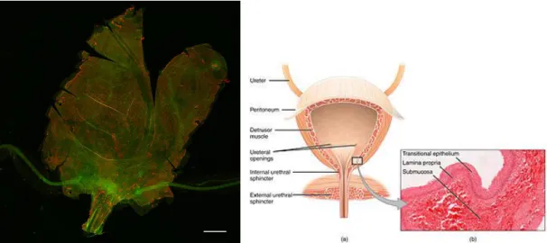 Fig. 7. Whole mount of a 12-week-old Swiss Webster mouse bladder and ureters. The  epithelium is stained with anti-keratin 5 (green) and anti-keratin 8 (red) antibodies