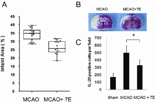 Figure 3. Amelioration of ischemic brain infarction in rat after MCAO by anti-IL-20 monoclonal antibody 7E