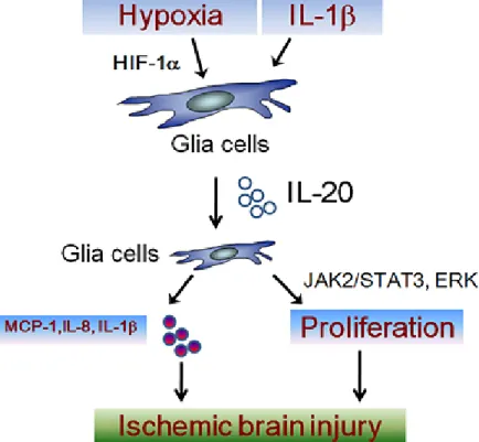 Figure 4. Schematic working model of the role of IL-20 in ischemic stroke