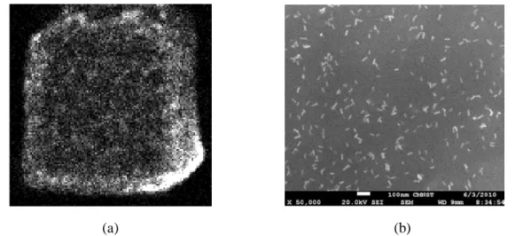 Fig. 5. Cross pattern of AuNRs created by photothermal reshaping acquired with (a) TPL and (b) TEM