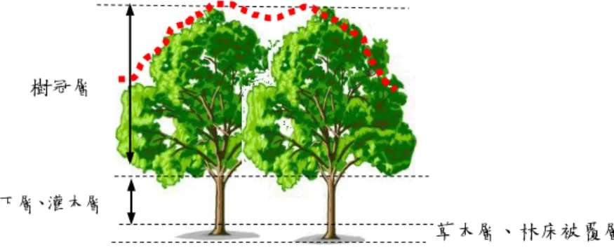 圖 2-1  森林分層示意圖 