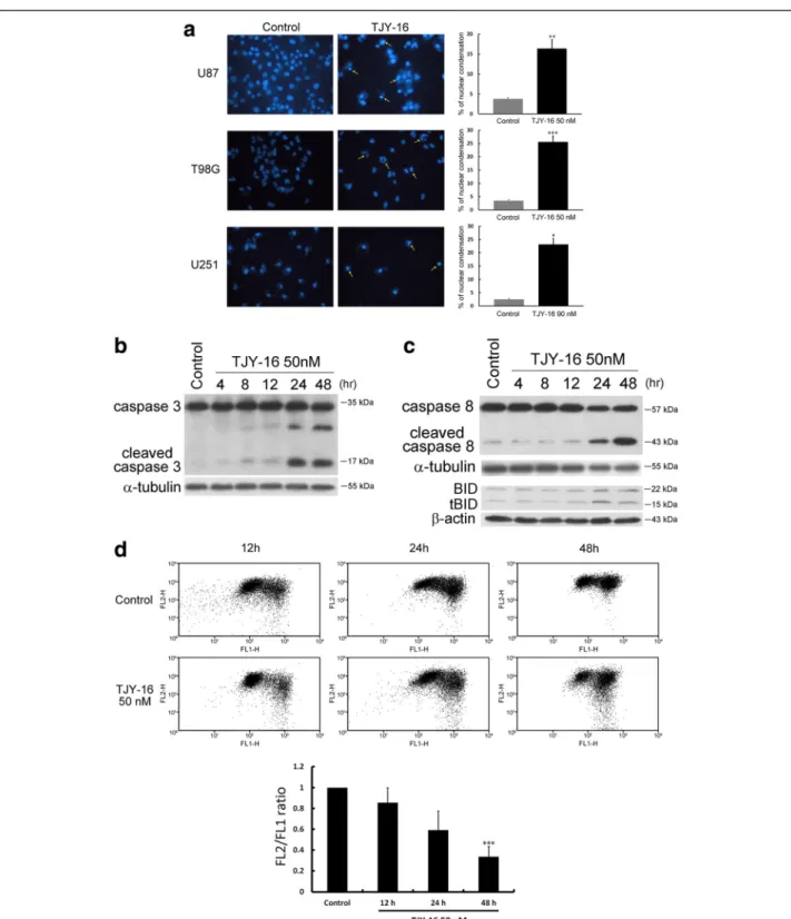 Fig. 4 TJY-16-induced cell death involves both extrinsic and intrinsic apoptotic pathways