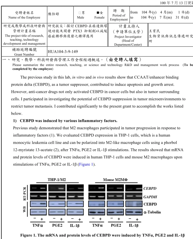 Figure 1. The mRNA and protein levels of CEBPD were induced by TNFα, PGE2 and IL-1β  in human THP-1 cells and mouse M2 macrophage cells