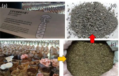 圖 18：國內生質廢棄物(a)(b)香菇太空包成份與栽種香菇實體照、(c)乾燥後之廢棄菇包與(d) 廢棄菇包燃燒完之灰燼。  在穩定燃燒過程下(t>2100 s)，可發現床材區與爐溫約達 800 度左右，史特林引擎之底板 與烹煮鍋具溫度可達 200 度以上，如圖 19 所示。此外，在尾氣監測方面可發現溫度為 180 度 左右，顯示仍有許多餘熱散失，未來也可結合相關低溫廢熱回收機制，提升整體能量轉換效 率。  圖 19：系統中各位置溫度隨時間之變化圖，T1 至 T4 分別為床材溫度、爐內溫度、史特林引 