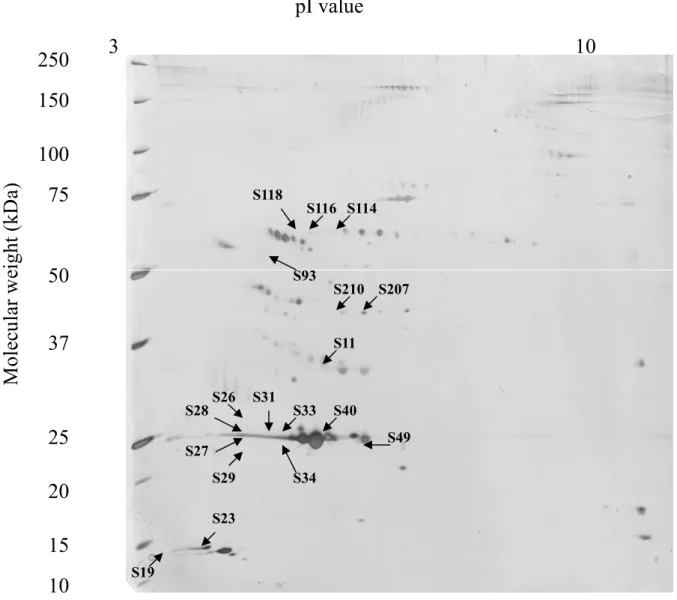 Figure 5 250 150 100 75 50 37 25 20 15 10Molecularweight(kDa) pI value3 10S11S40S19S23S28S31S26S33S27S29S34S49S114S118S116S93S210S207