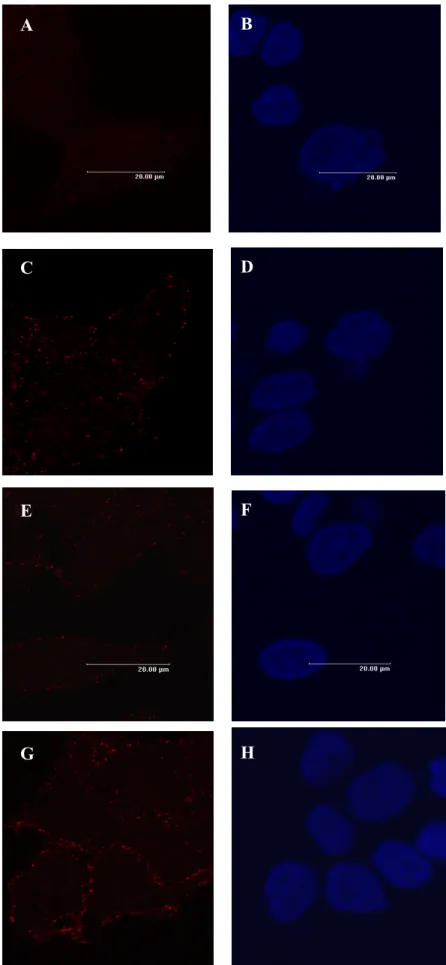 Figure 4 A C E G B DF H