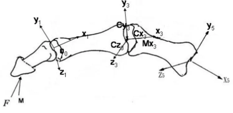 Figure 6. Three-dimensional forces analysis of the thumb 