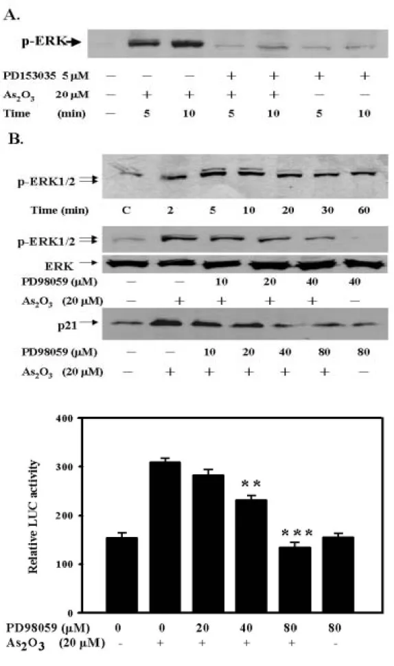 Fig. 2 ERK1/2 activation involved in the arsenite-induced p21  expression 